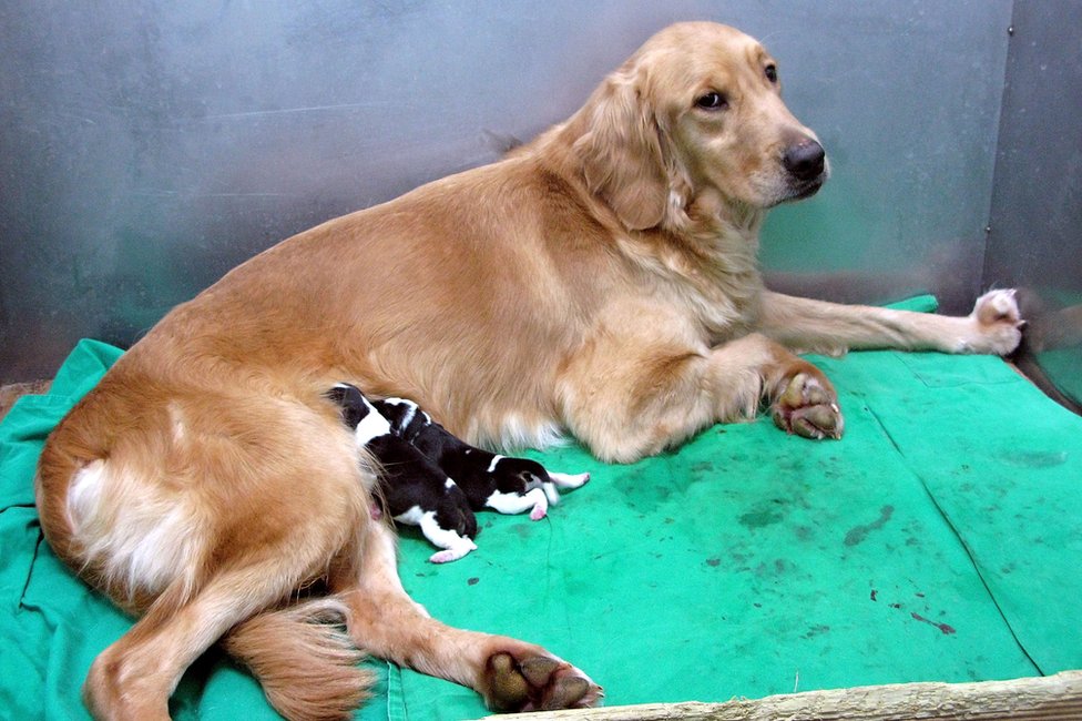 Two cloned beagle puppies with their surrogate at a cloning facility in South Korea