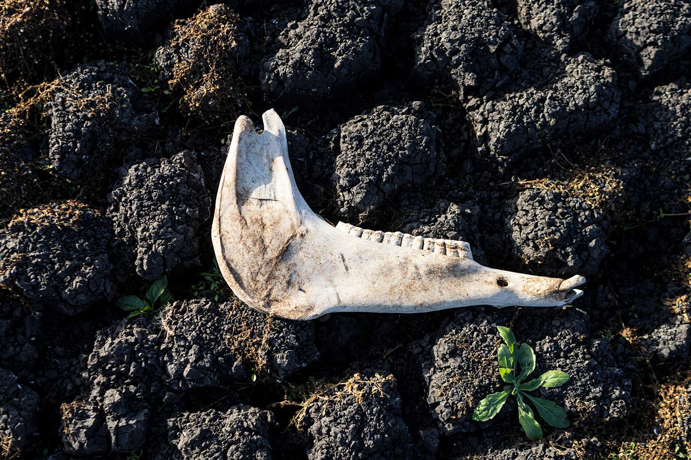 An animal bone in a dry section of the Santa Lucia river at the Paso Severino reservoir - 1 July 2023