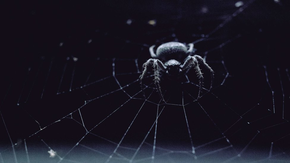 A spider in the centre of a web