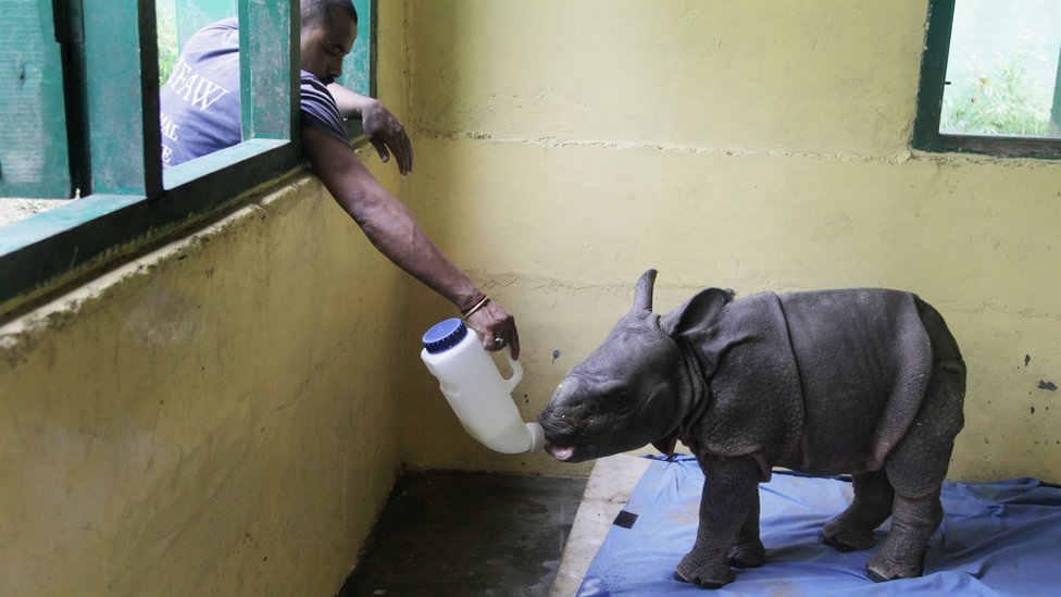 Baby rhinos rescued from India Assam floods - BBC News