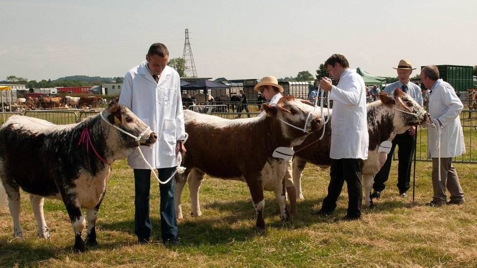 Крупный рогатый скот на выставке графства