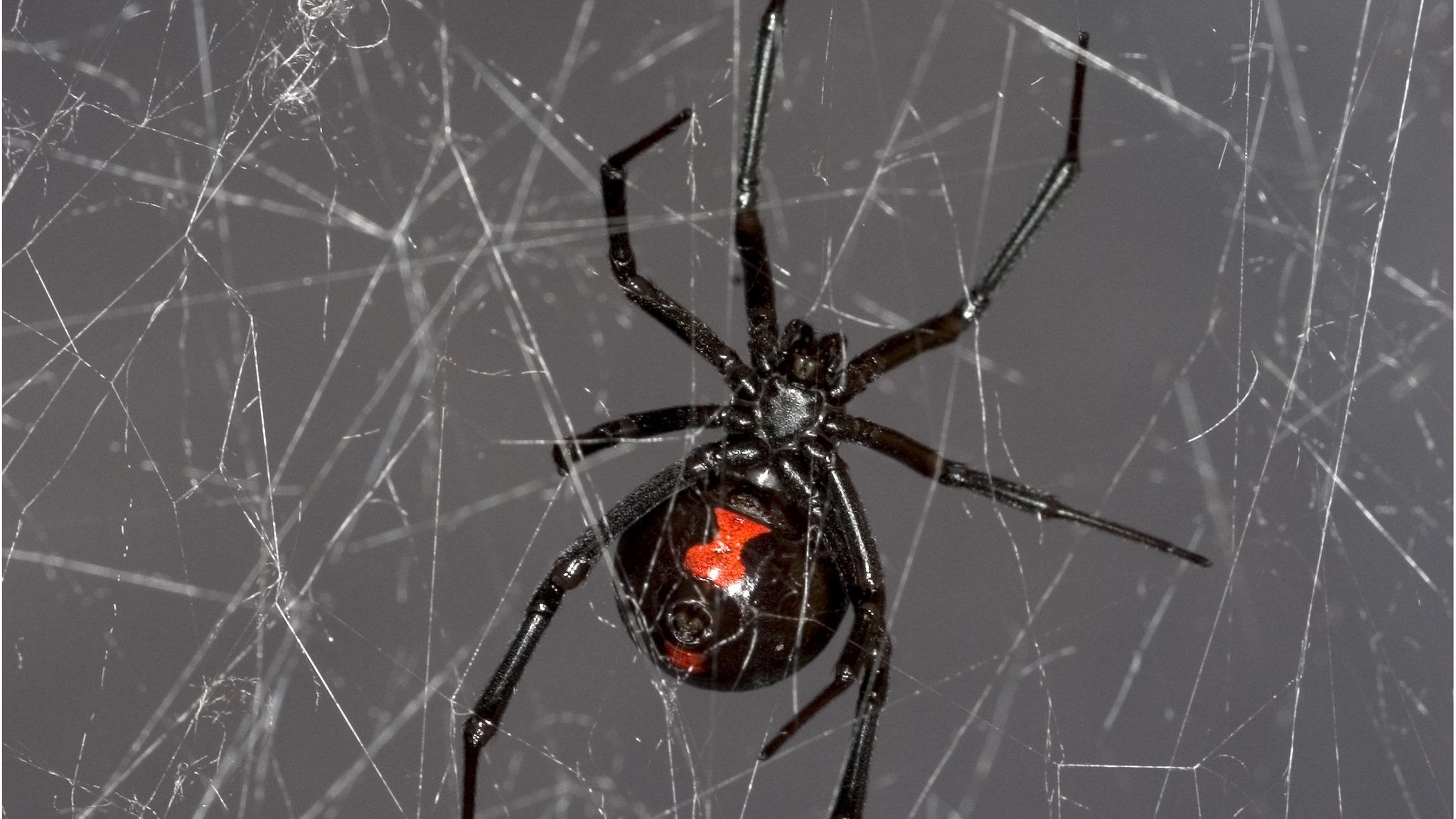 Black widow spider web gives up DNA secrets - BBC News
