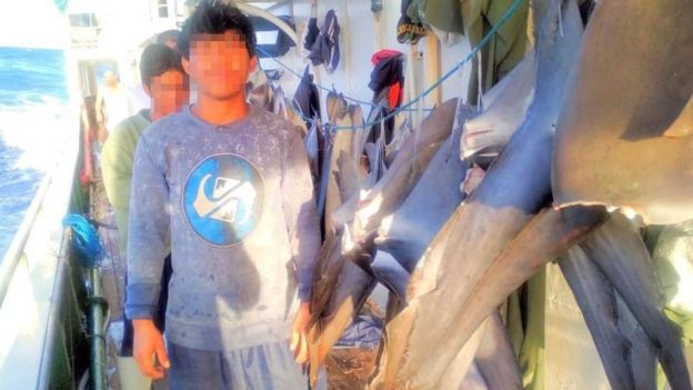 Crew with shark fins photo on vessel