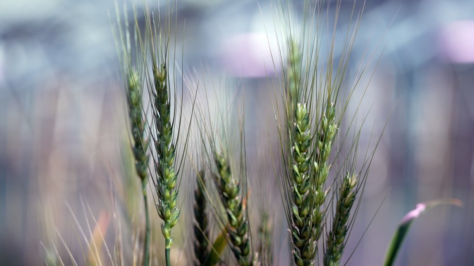 挪威挪威約翰英納斯中心的小麥