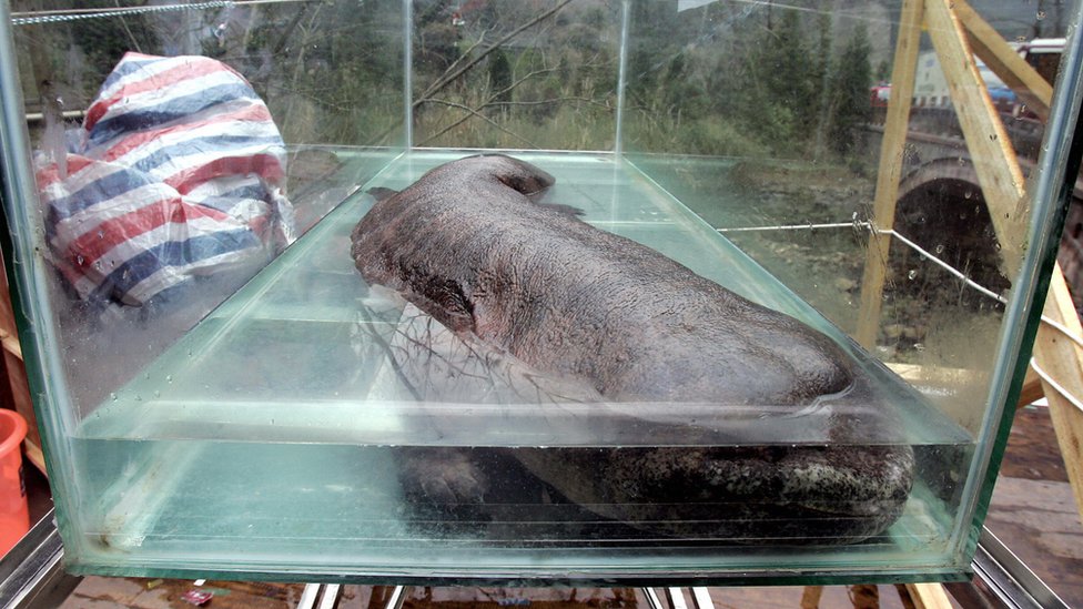 Salamandra gigante china
