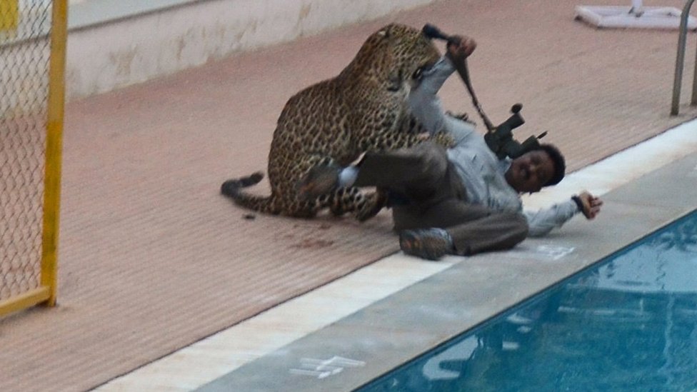 indian leopard attack