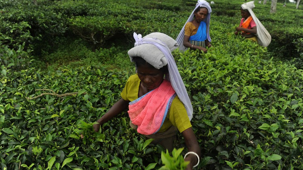 Чайники в Индии