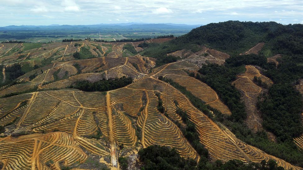 Campos deforestados