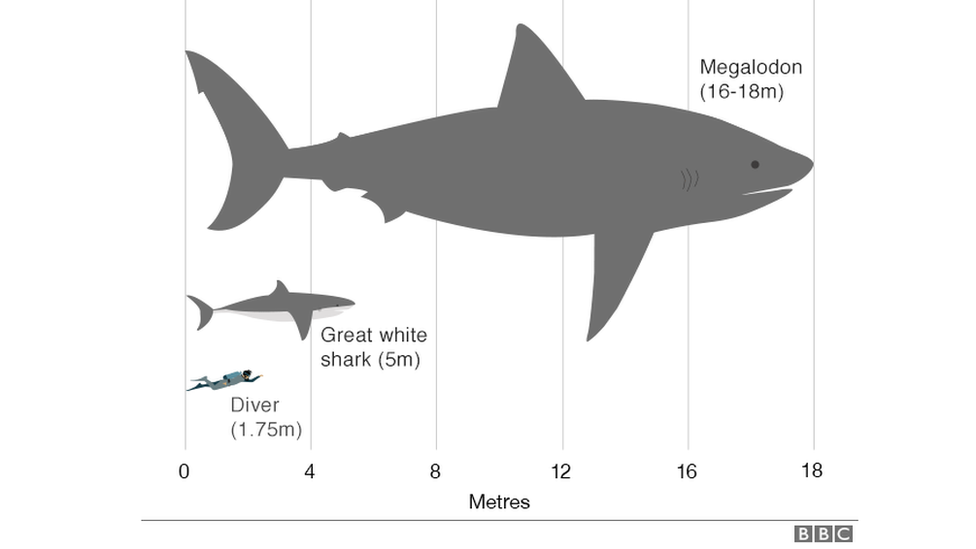 Megalodon was a maximum of 16 - 18 metres long, great white sharks are 5 metres and humans about 1.75 metres