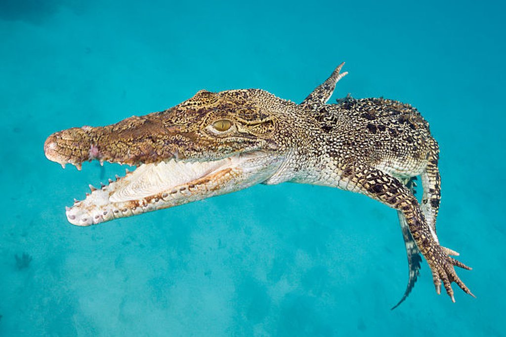 Man prises crocodile's jaws off his head at Australian resort