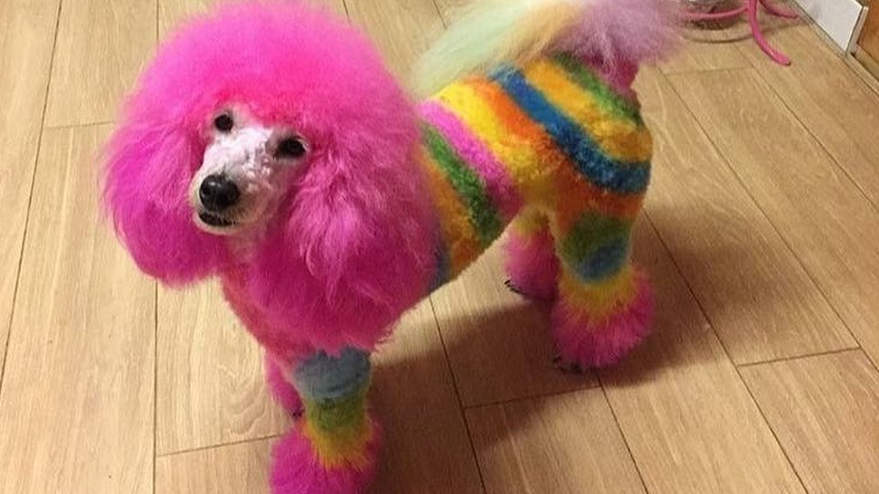 rainbow toy poodles