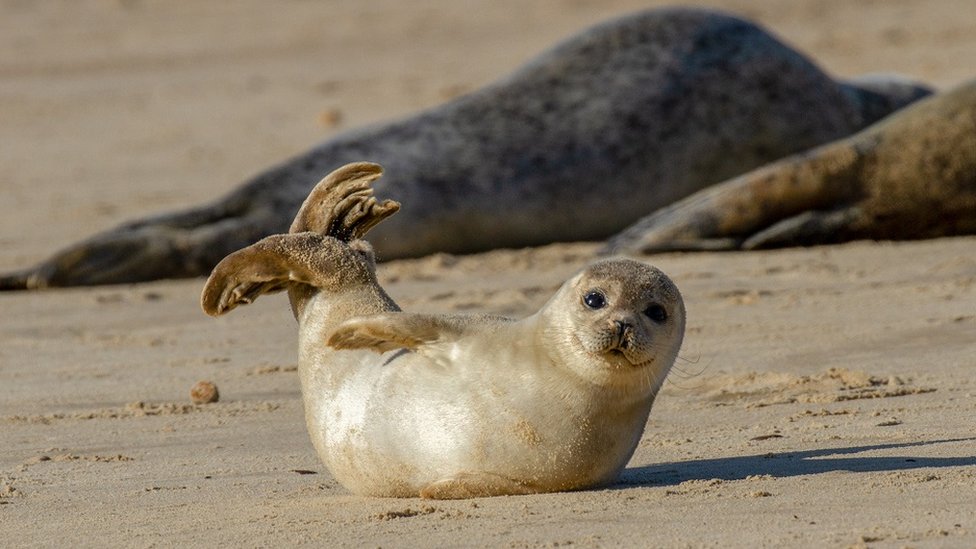 Cría de foca en una playa de Reino Unido.