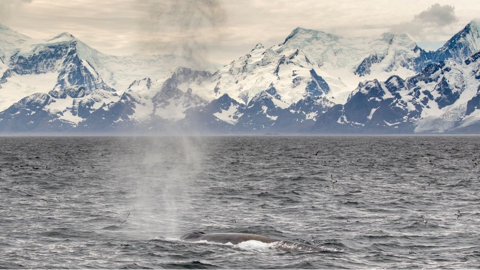 An Antarctic blue whale surfaces off South Georgia