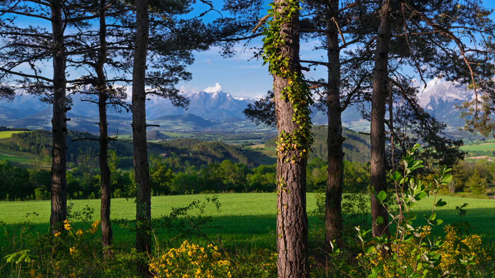 El artista suplo pintar el verde profundo de los pinos y el color de los viñedos. Un grupo de pinos con montaña al fondo.