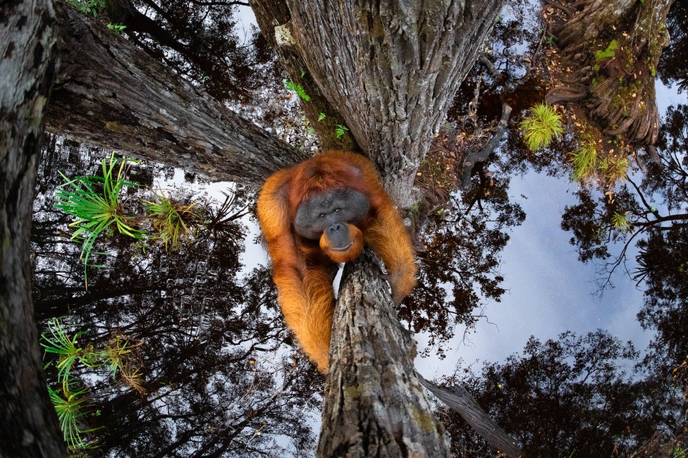 Fotografija orangutana koji se popeo na drvo i koji se ogleda u vodi ispod