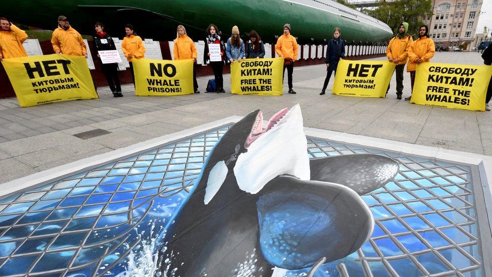 Активисты протестуют против «китовых тюрьм» на востоке России