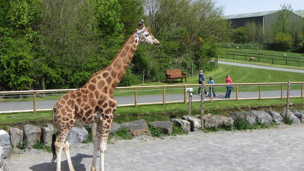 A giraffe at Folly Farm