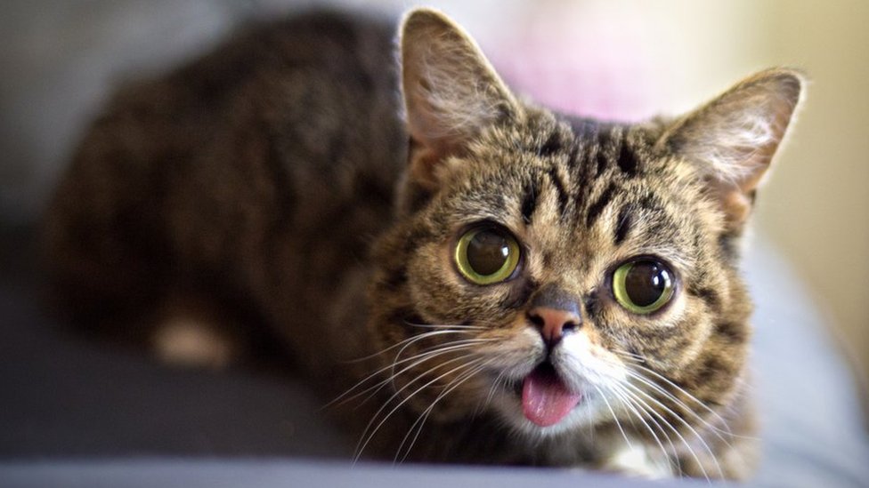 Lil Bub: Cat with millions of online fans dies - BBC News