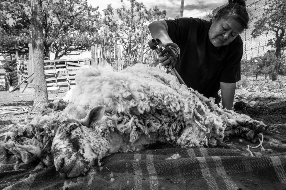Žena Navaho koristi makaze za šišanje ovce u Činleu, Arizoni