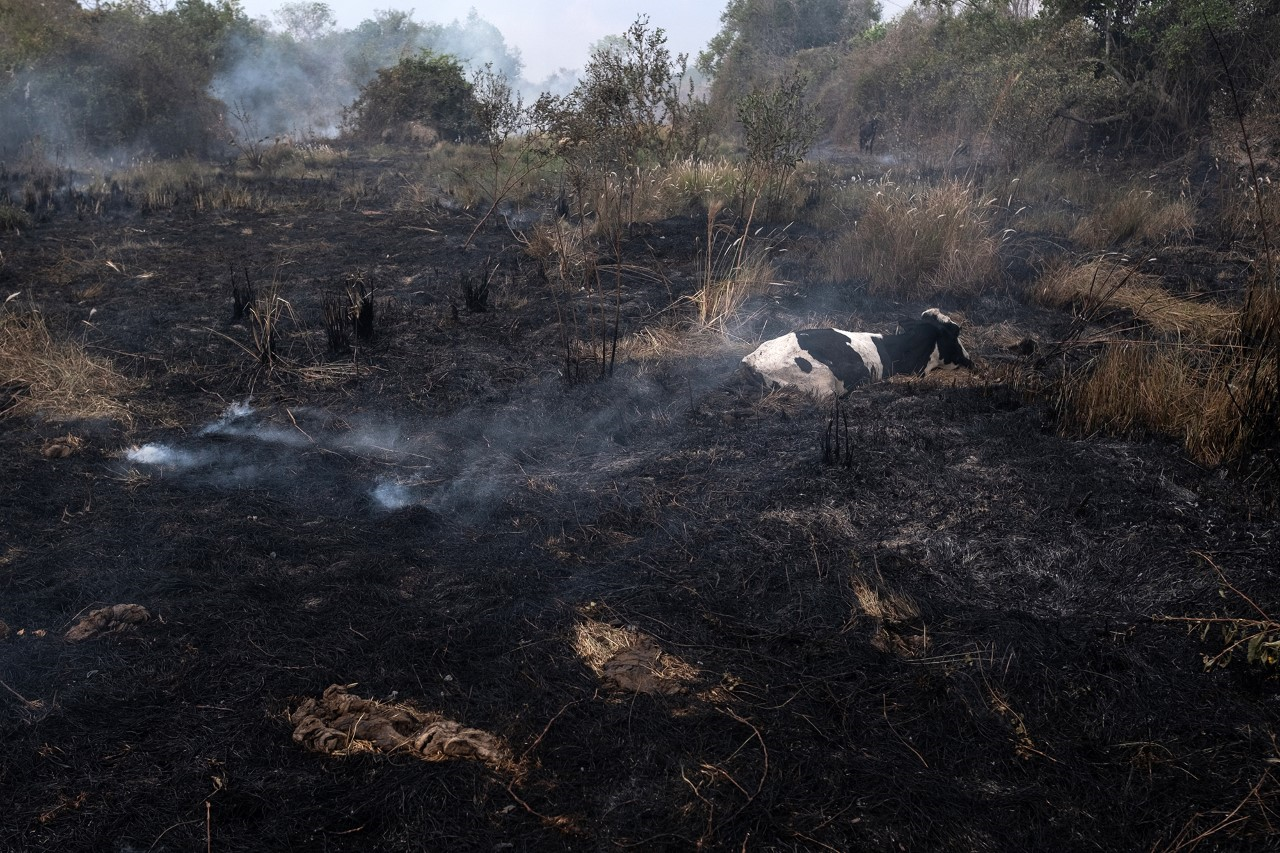 Vaca presa pelo fogo espera por resgate de brigadistas e veterinários