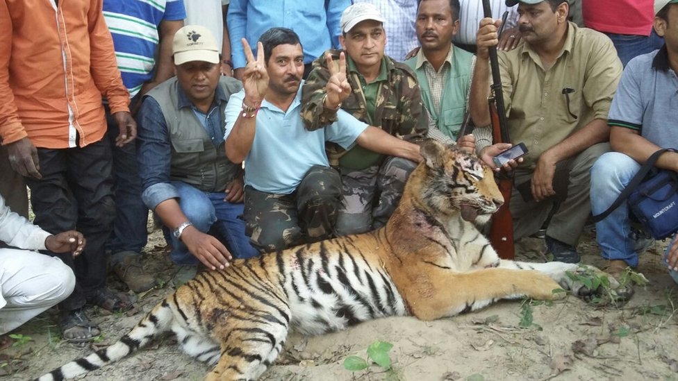 harimau, india