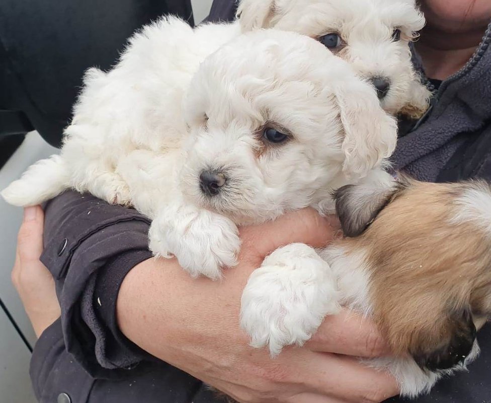 ex breeding cavaliers for sale