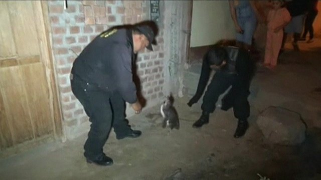 Penguin being held by police
