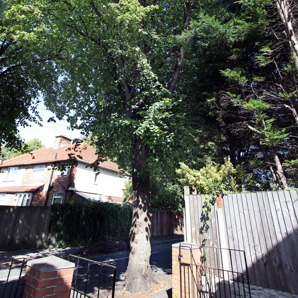 Липовое дерево в Литерленде, Мерсисайд