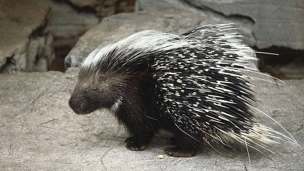 porcupine