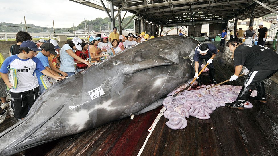 Caza de ballenas en Japón.
