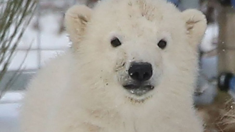 Snow bear New cub enjoys wintry blast