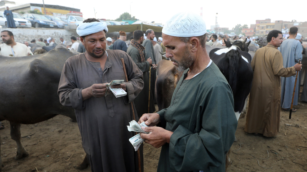 الخميس، رجلان يعدان المال، في أحد أسواق الجيزة لبيع الأبقار، والأضاحي، قبيل عيد الأضحى