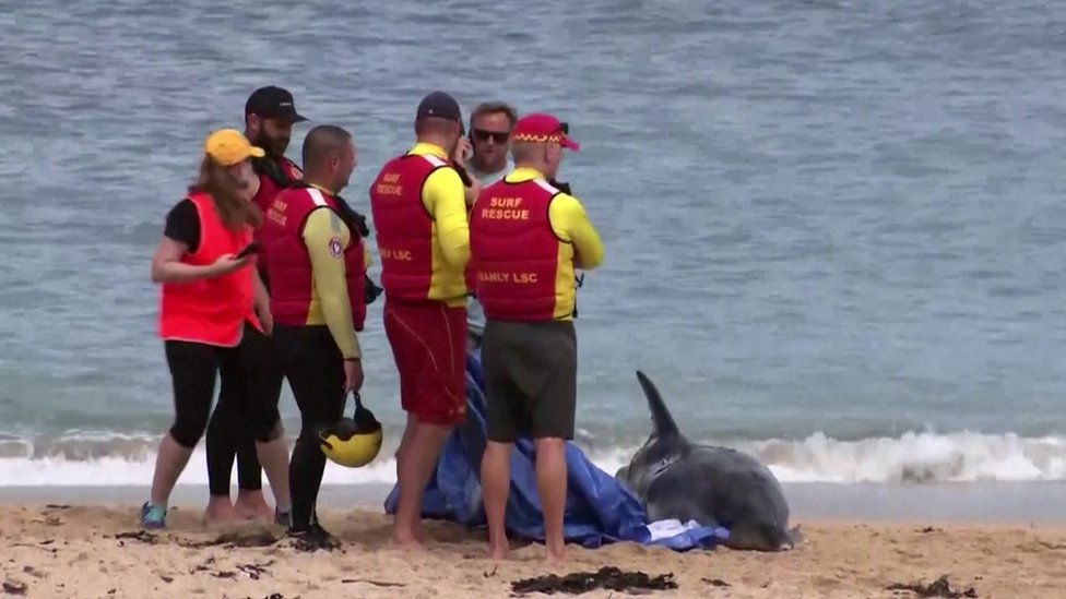 Dolphins save swimmers from shark attack, World news