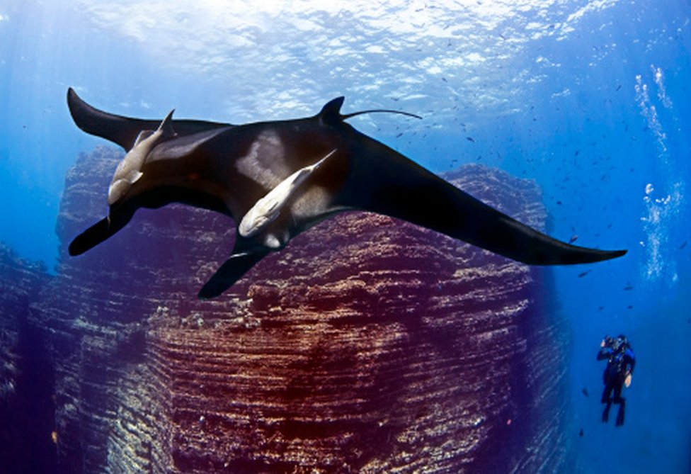 El archipiélago de Revillagigedo es conocido como "los Galápagos mexicanos" por su gran riqueza de vida marina. Una mantaraya y un buzo.