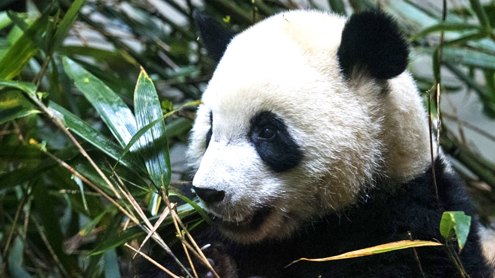 Giant pandas no longer endangered but still vulnerable, says China - BBC  News