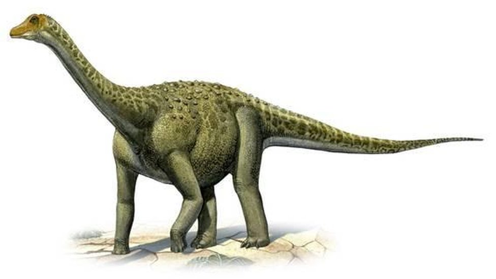 O Titanosaurus indicus foi descoberto depois que foram encontradas vértebras gigantes na cidade indiana de Jabalpur, no Estado de Madhya Pradesh (centro da Índia), em 1828
