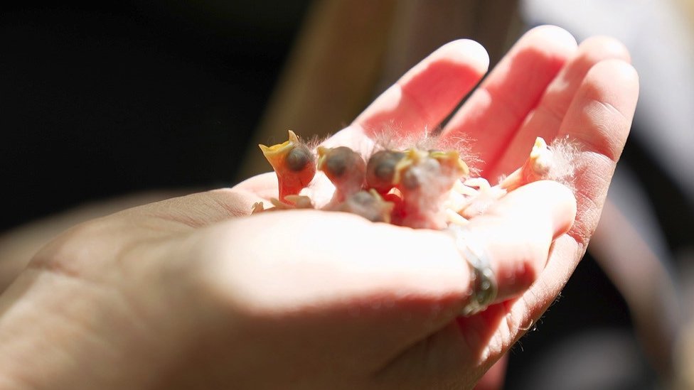 Day-old great tit nestlings in the palm of a scientist's hand