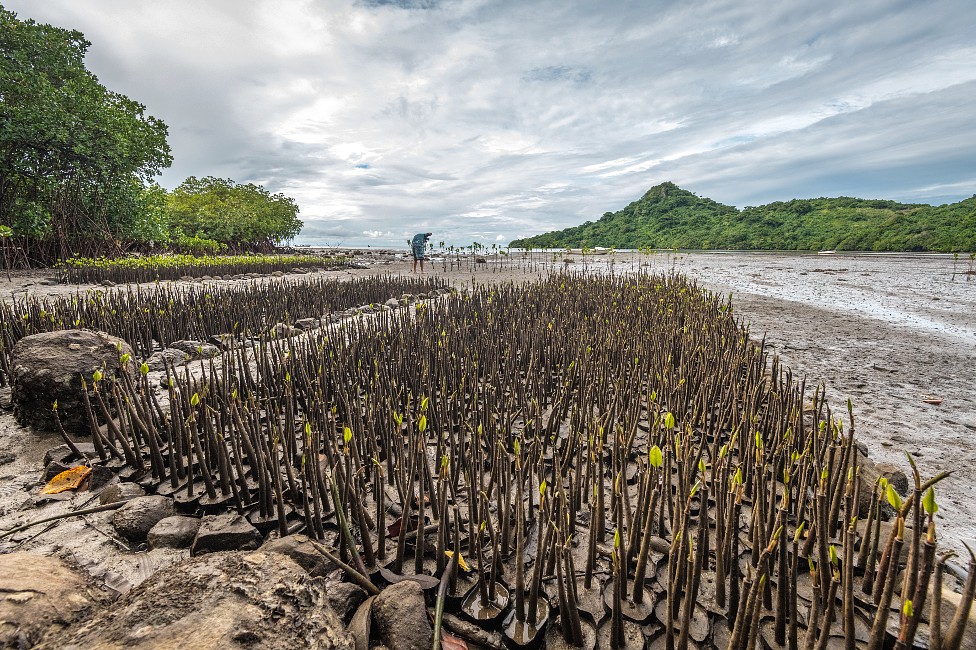 Plántulas de manglar