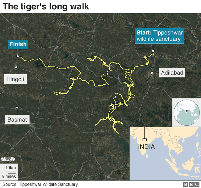 Карта, показывающая путь тигра