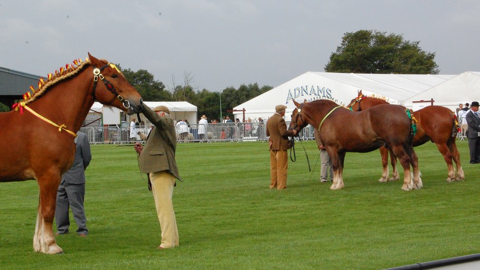 Суффолкские лошади на шоу в Саффолке