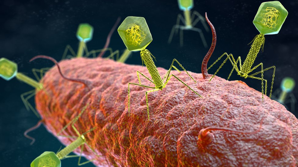 Bacteriófagos, los virus que se "comen" a las enfermedades humanas (y por qué muchos países no aprueban su tratamiento) - BBC News Mundo