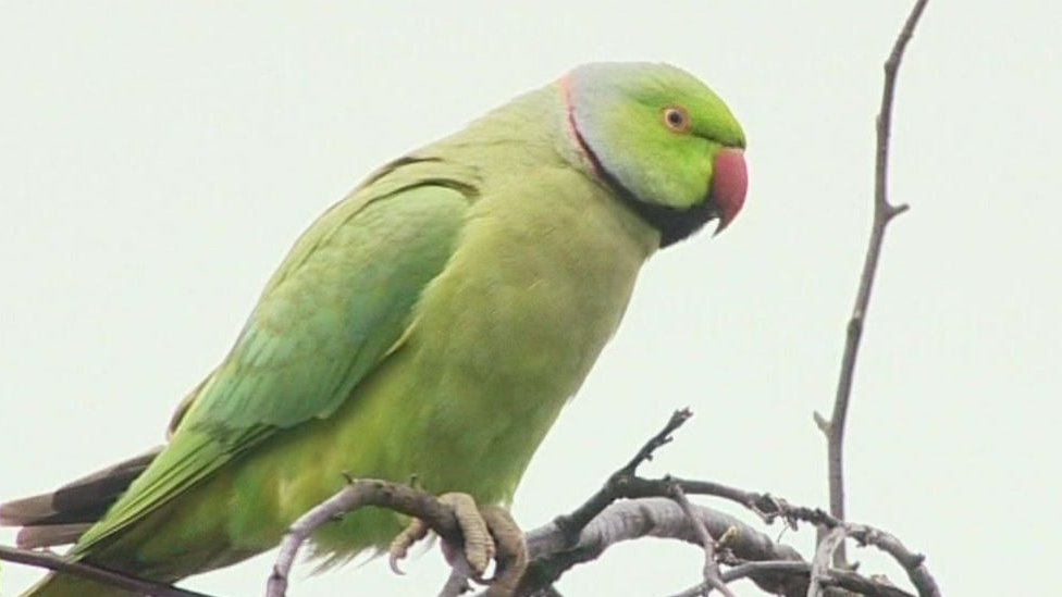 green wild birds