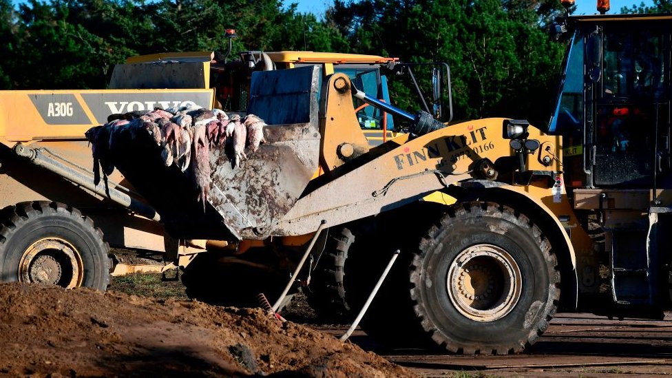 Masacre de visones en Dinamarca.