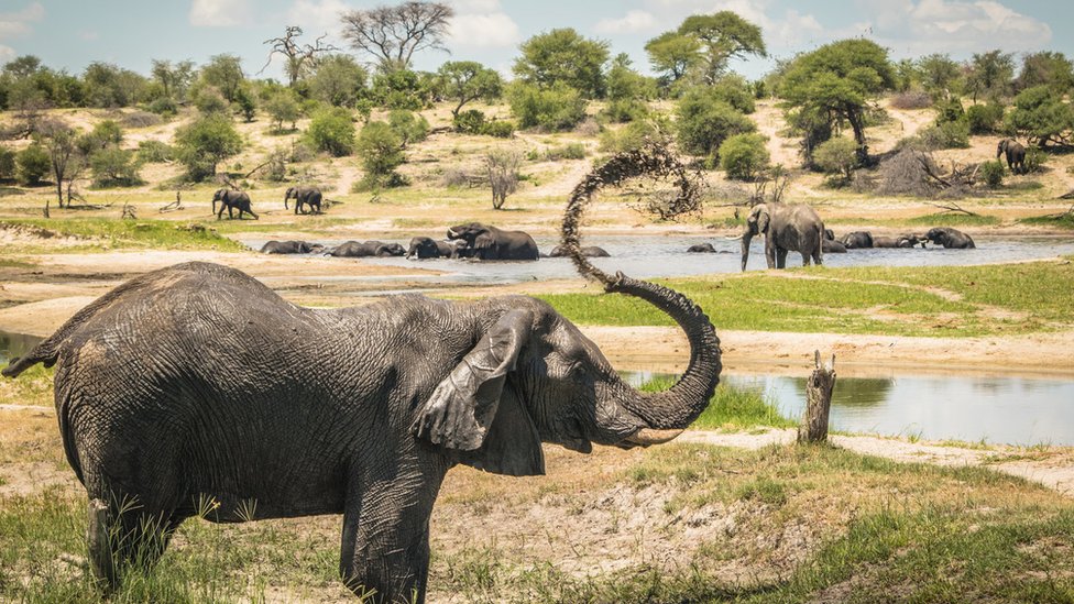 Африканские слоны-самцы собираются в горячих точках социальной активности на реке Ботети