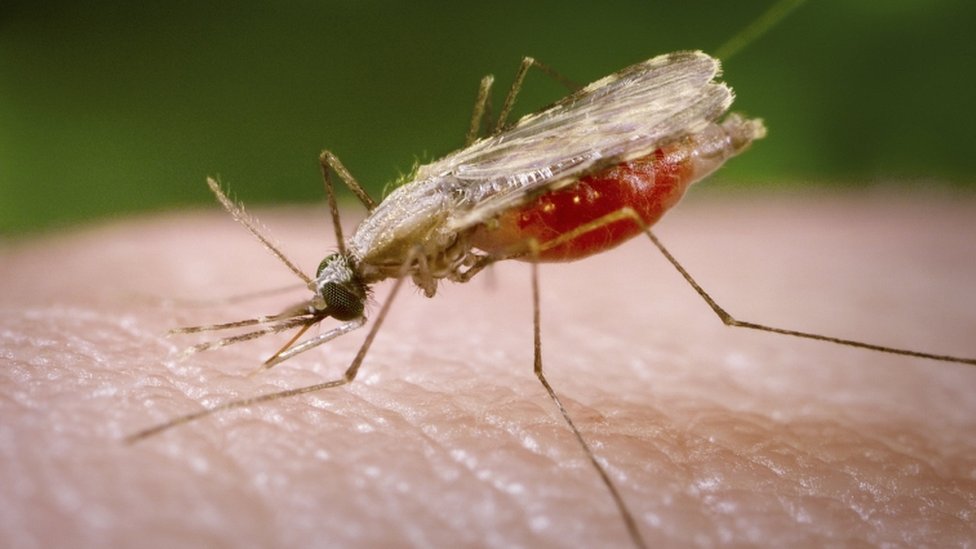 الملاريا تنتقل عن طريقة عضة أنثى البعوض