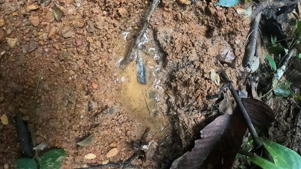 A footprint was found in the jungle in May