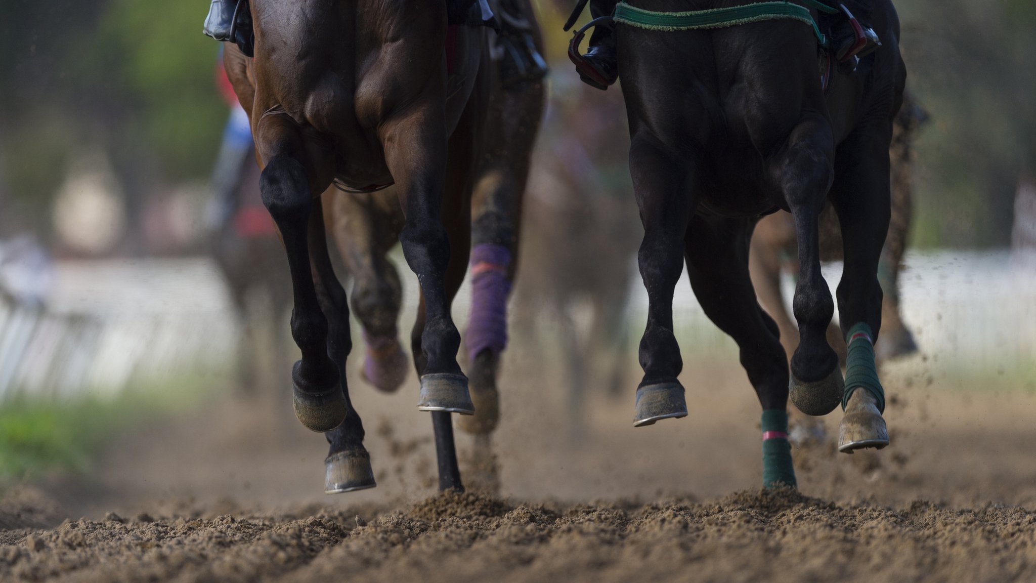 Horse racing: Inside the abattoir slaughtering racehorses