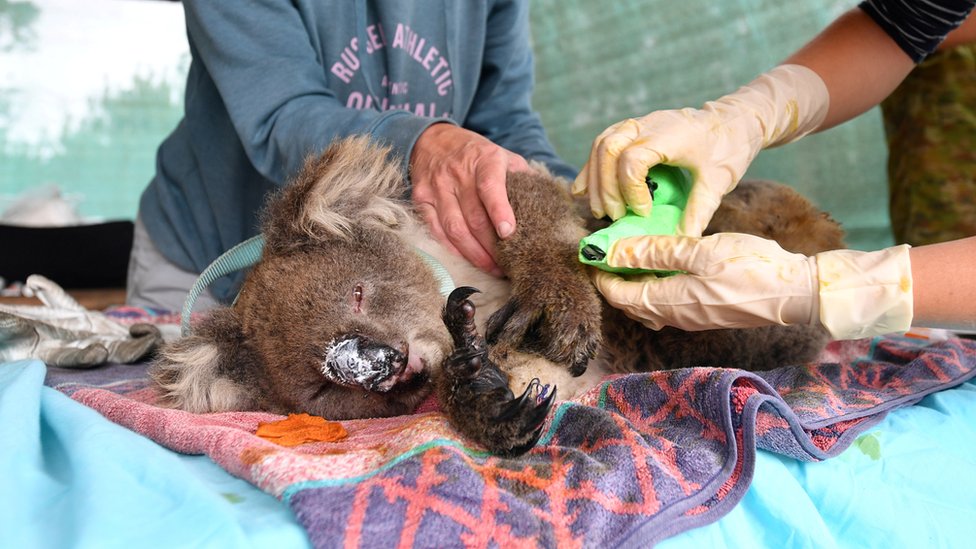 Волонтеры лечат коалу на острове Кенгуру