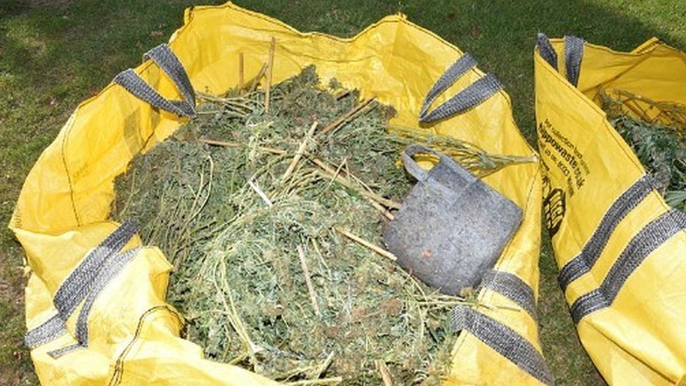 Four Jailed Over Southampton Riverside Park Failed Cannabis Raid - BBC News