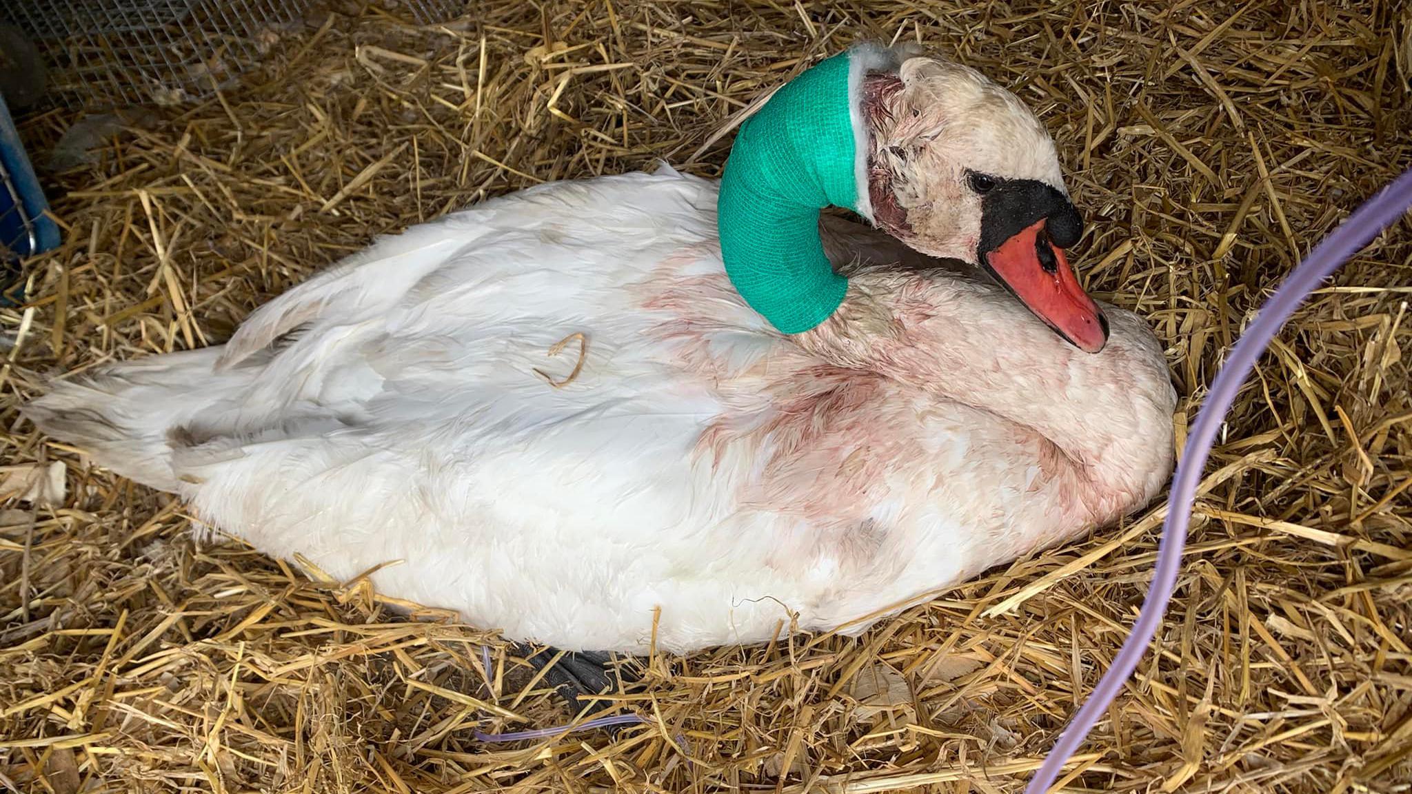 Swan 'fighting for life' at Etwall sanctuary after dog attack